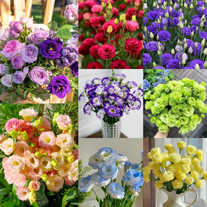 💐Lisianthus – Everlasting Love, Timeless Beauty💫
