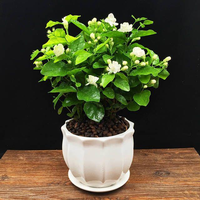 🌸Double Jasmine – LAST DAY 49% OFF Promotion🌸