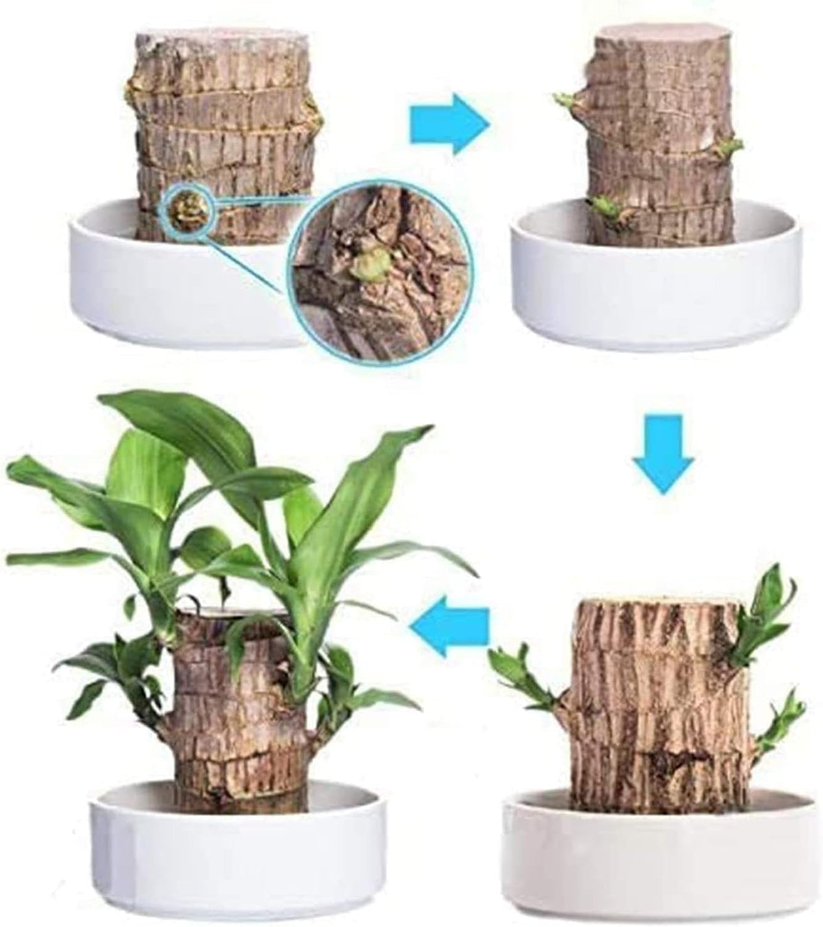 🎁Lucky Plant🪴Brazilian Wood🔥Top Bonsai Seller of 2026