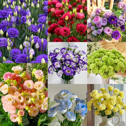 💐Lisianthus – Everlasting Love, Timeless Beauty💫