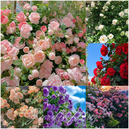 Rose Seeds for Climbing