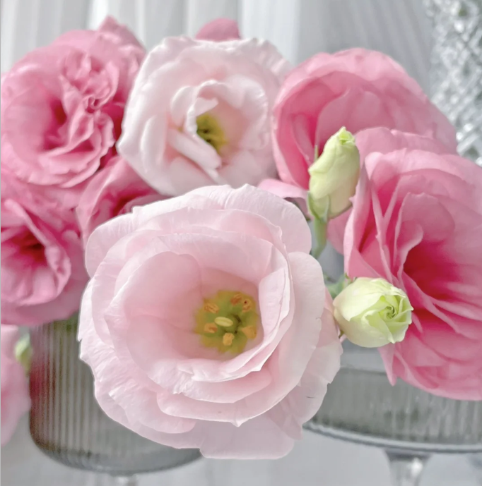 💐Lisianthus – Everlasting Love, Timeless Beauty💫