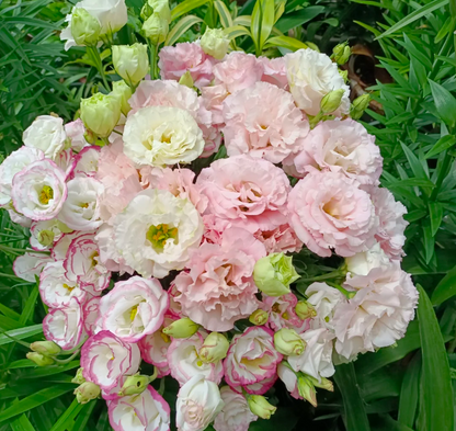 💐Lisianthus – Everlasting Love, Timeless Beauty💫