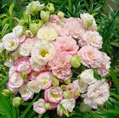 💐Lisianthus – Everlasting Love, Timeless Beauty💫