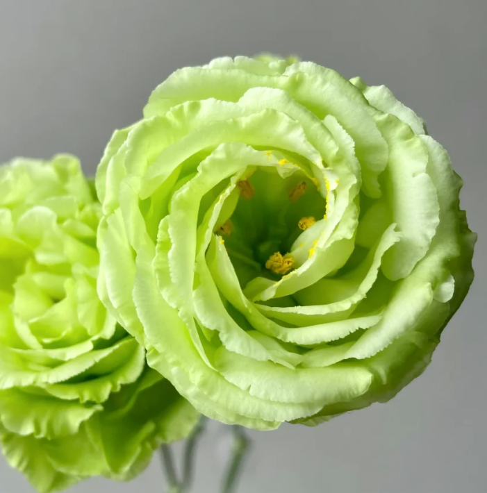 💐Lisianthus – Everlasting Love, Timeless Beauty💫
