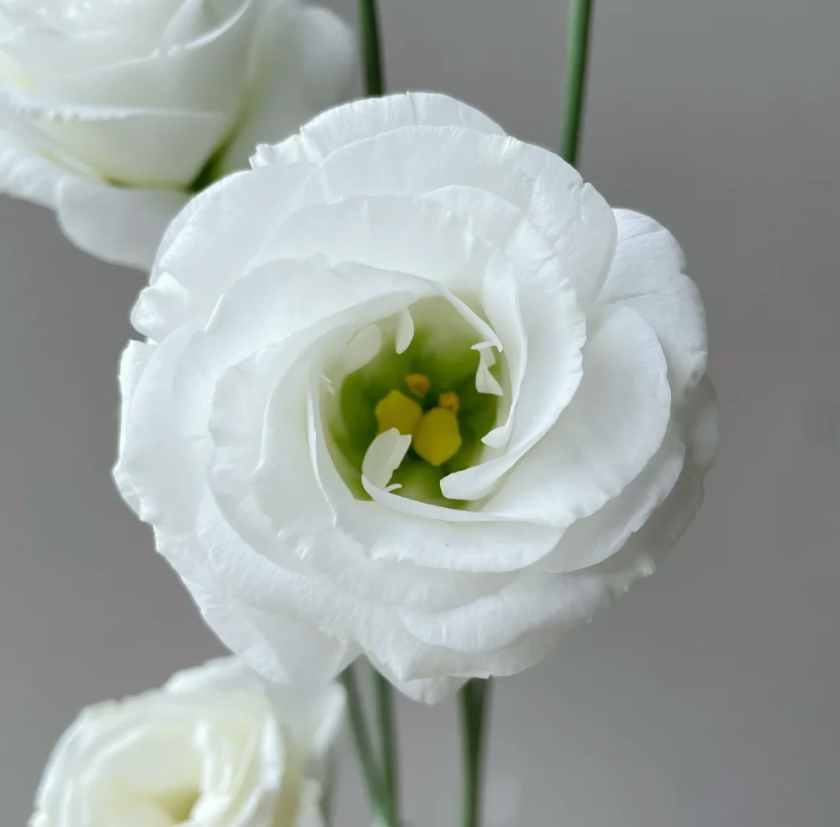💐Lisianthus – Everlasting Love, Timeless Beauty💫
