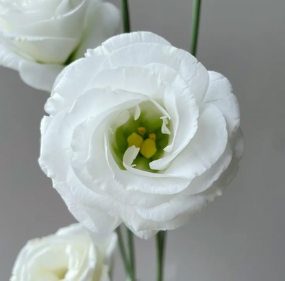 💐Lisianthus – Everlasting Love, Timeless Beauty💫