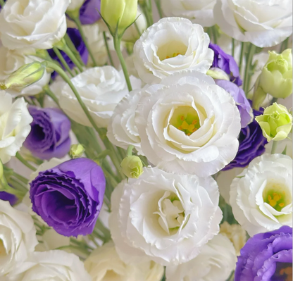💐Lisianthus – Everlasting Love, Timeless Beauty💫