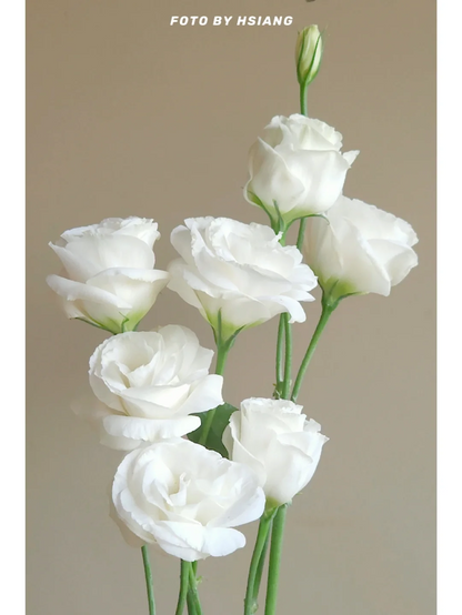 💐Lisianthus – Everlasting Love, Timeless Beauty💫
