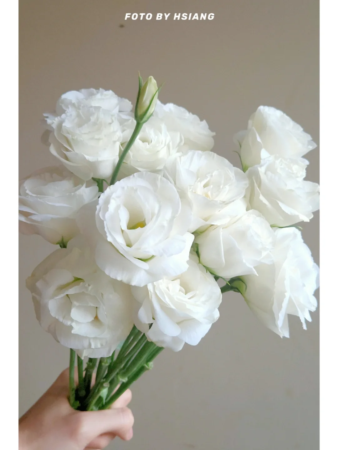 💐Lisianthus – Everlasting Love, Timeless Beauty💫