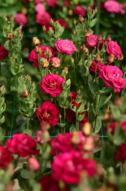 💐Lisianthus – Everlasting Love, Timeless Beauty💫