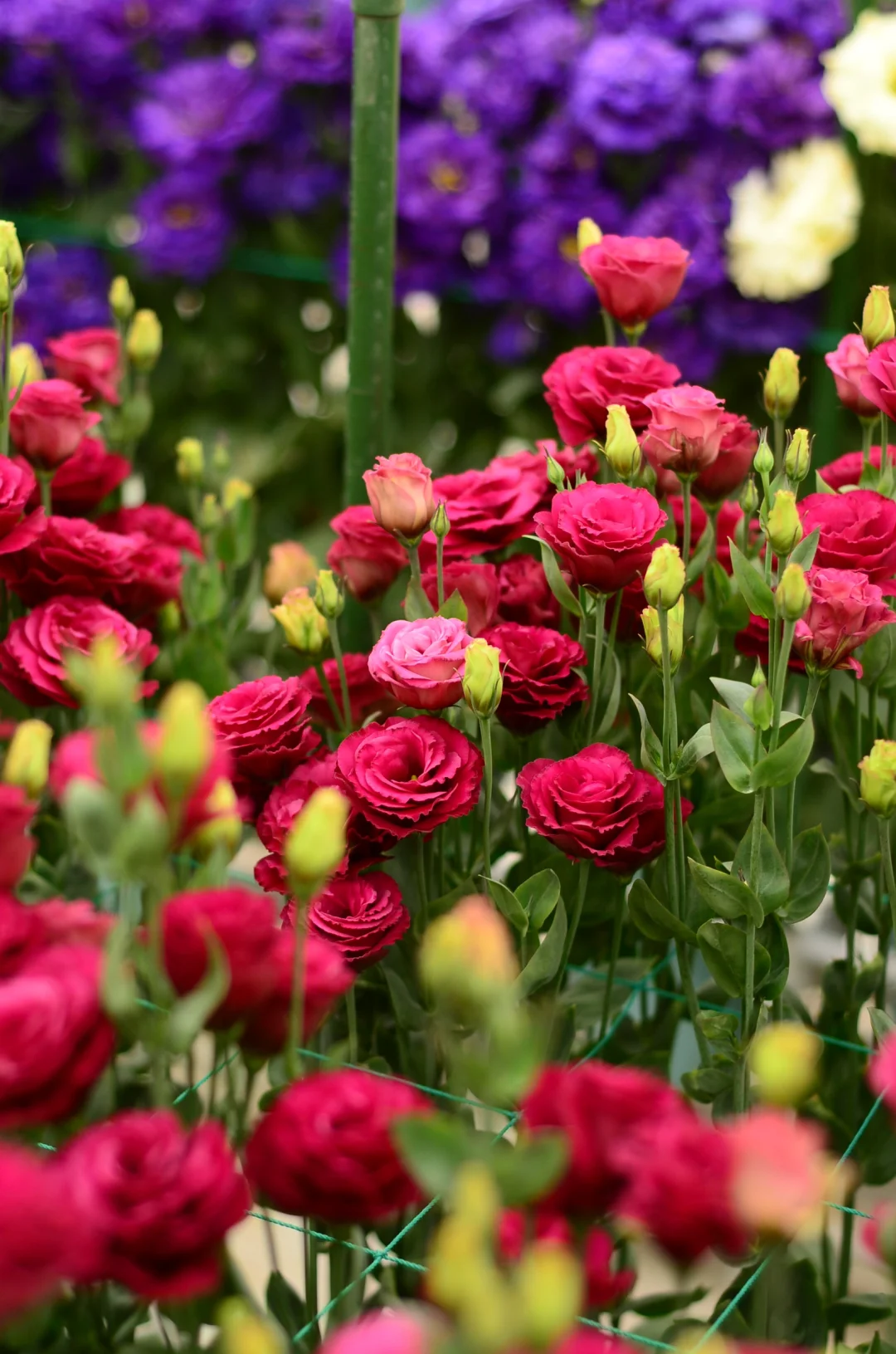💐Lisianthus – Everlasting Love, Timeless Beauty💫
