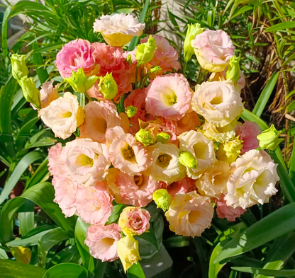 💐Lisianthus – Everlasting Love, Timeless Beauty💫
