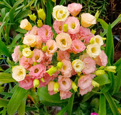 💐Lisianthus – Everlasting Love, Timeless Beauty💫