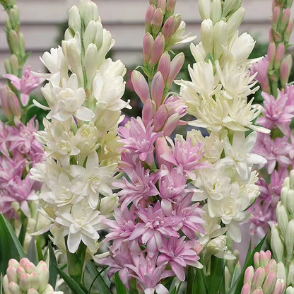🌸【Limited Time Sale】Tuberose Bulbs
