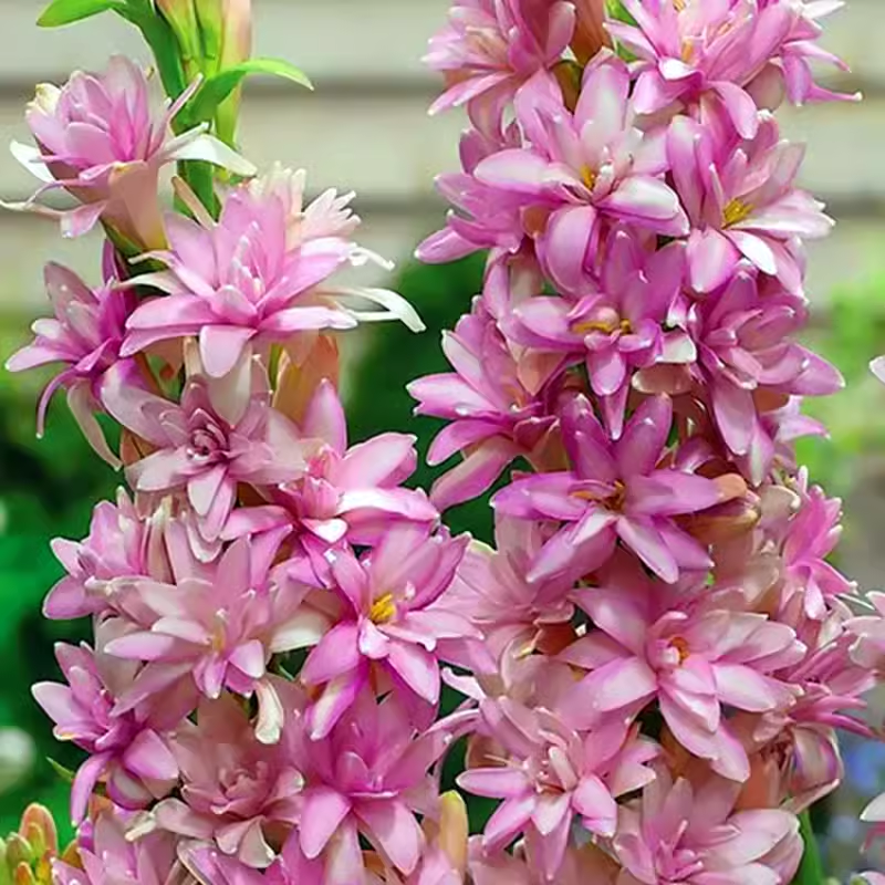 🌸【Limited Time Sale】Tuberose Bulbs