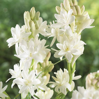 🌸【Limited Time Sale】Tuberose Bulbs