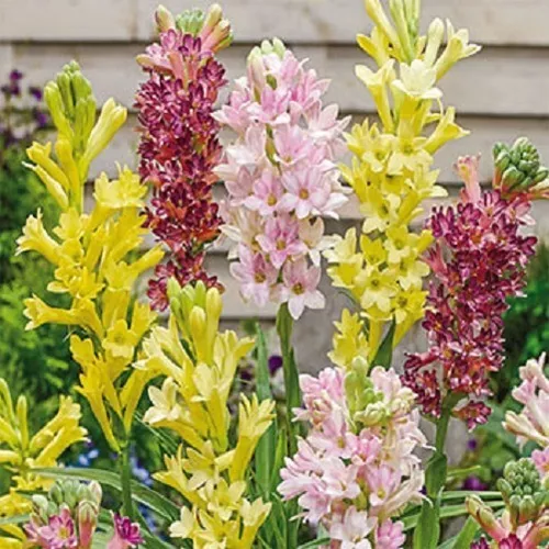 🌸【Limited Time Sale】Tuberose Bulbs
