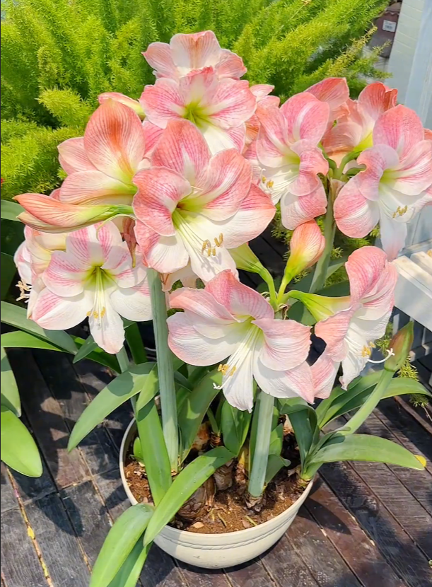 ✨Limited Offer 🌺 Double-Petaled Perfume Amaryllis Bulbs – Giant Blooms, Winter Flower ❄️