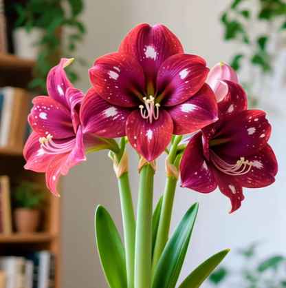 ✨Limited Offer 🌺 Double-Petaled Perfume Amaryllis Bulbs – Giant Blooms, Winter Flower ❄️