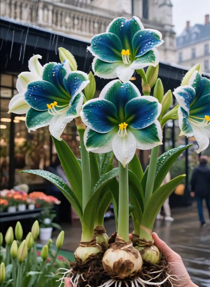 ✨Limited Offer 🌺 Double-Petaled Perfume Amaryllis Bulbs – Giant Blooms, Winter Flower ❄️