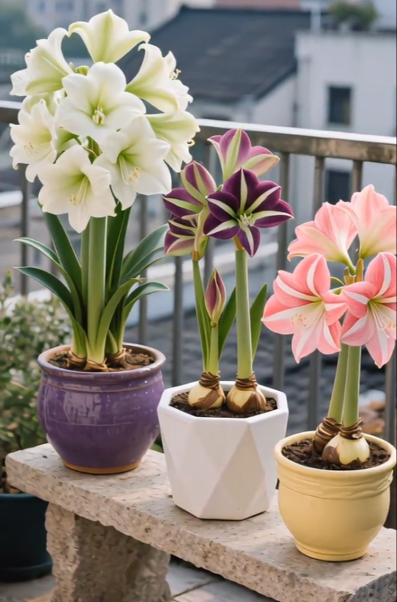✨Limited Offer 🌺 Double-Petaled Perfume Amaryllis Bulbs – Giant Blooms, Winter Flower ❄️