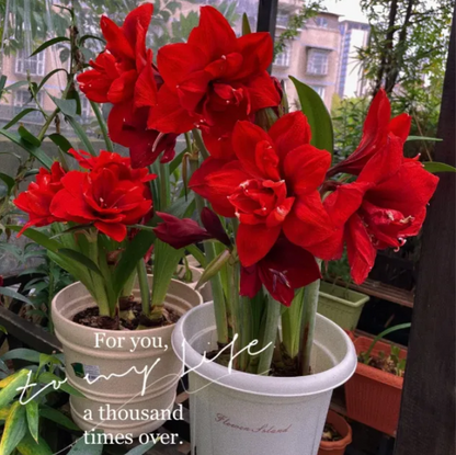 ✨Limited Offer 🌺 Double-Petaled Perfume Amaryllis Bulbs – Giant Blooms, Winter Flower ❄️