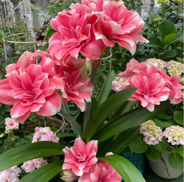 ✨Limited Offer 🌺 Double-Petaled Perfume Amaryllis Bulbs – Giant Blooms, Winter Flower ❄️