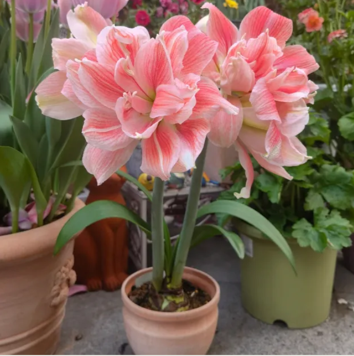 ✨Limited Offer 🌺 Double-Petaled Perfume Amaryllis Bulbs – Giant Blooms, Winter Flower ❄️