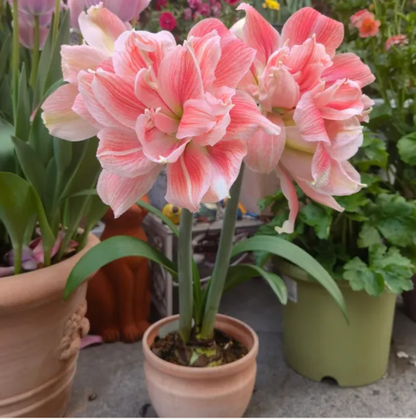 ✨Limited Offer 🌺 Double-Petaled Perfume Amaryllis Bulbs – Giant Blooms, Winter Flower ❄️