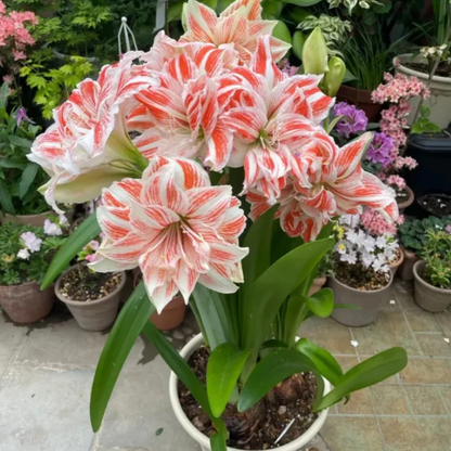 ✨Limited Offer 🌺 Double-Petaled Perfume Amaryllis Bulbs – Giant Blooms, Winter Flower ❄️