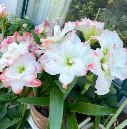 ✨Limited Offer 🌺 Double-Petaled Perfume Amaryllis Bulbs – Giant Blooms, Winter Flower ❄️