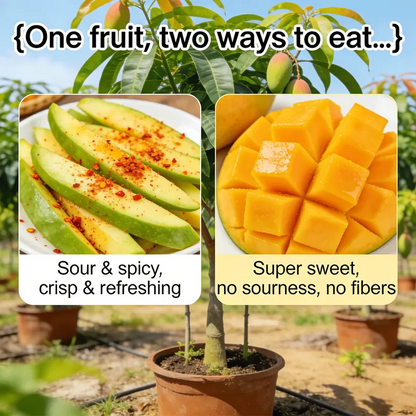 🔥 65K+ SOLD! 🥭 Sweet "Golden Honey" Dwarf Mango Tree Seeds (Home Growing)