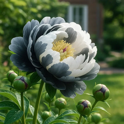 Rare Double Peonies – Big, Beautiful Blooms
