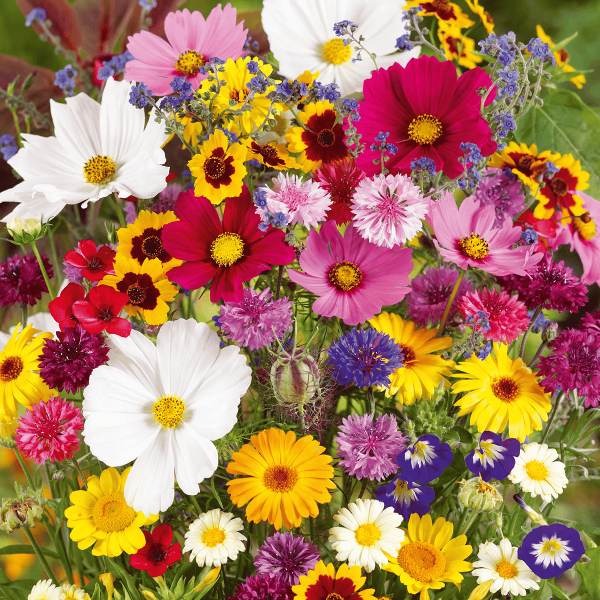 💝Mixed Perennial Flower Seeds – 30 to 60 Varieties