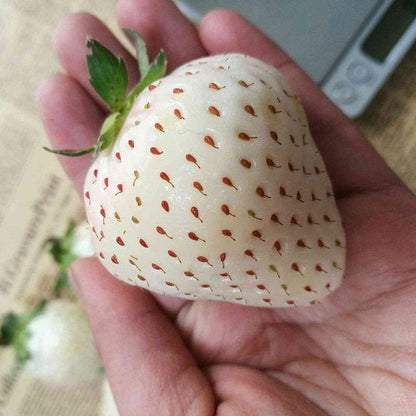 Rare Milk Strawberry Seeds – 1 Bag