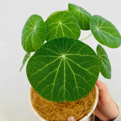 ✨💚Air-Purifying Green Plants🌿Mountain Tortoise