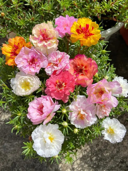 🌸 Double Flowered Moss Rose Seeds – 🌿Perennial Flower Seeds / Large Blooms / Easy to Grow
