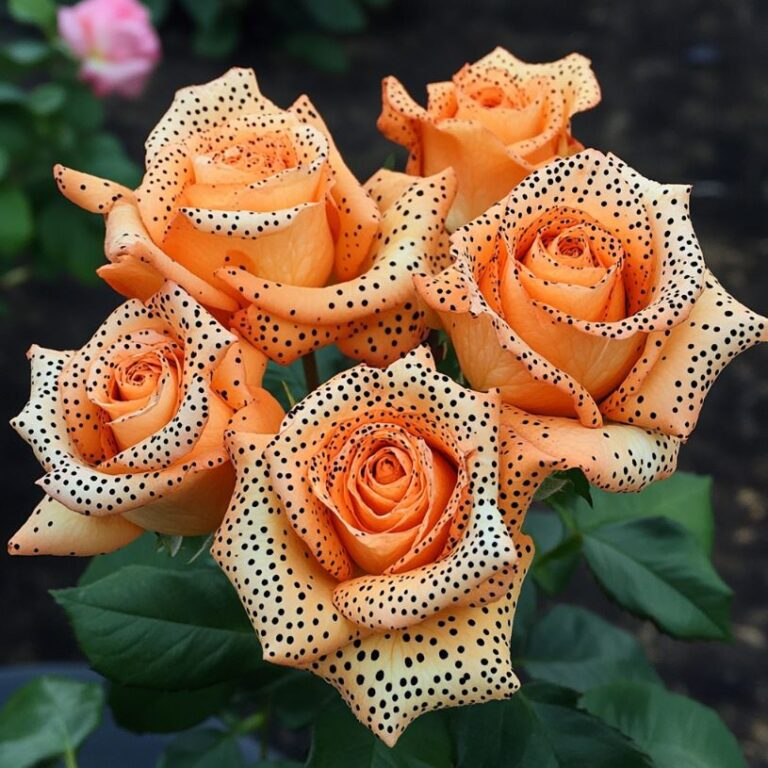 🧡🌹Orange-Spotted Rose Seeds🌱 Grow Bright Roses from Seed