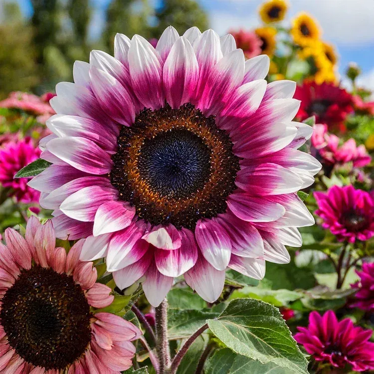 🌻 Colorful Sunflower Mix Seeds ✨ Grow a Bright, Vibrant Garden Easily