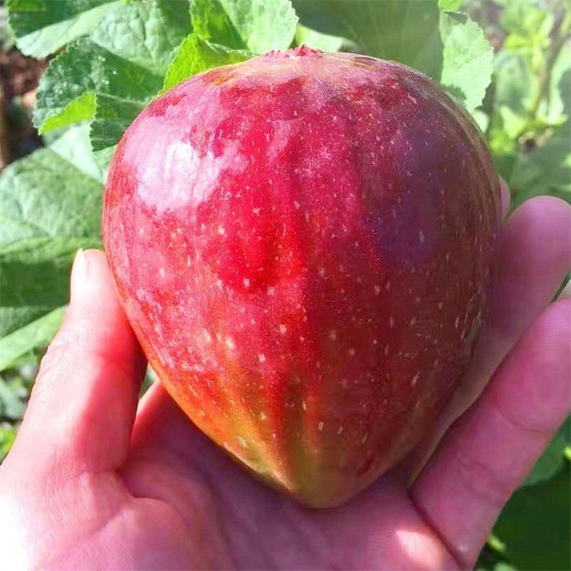 🍇 Figs – A Sweet Home Garden Delight! 🍇