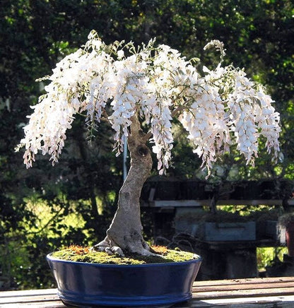 🔥LAST DAY 75% Off🌺Wisteria Flower Seeds – The Queen of Flowers