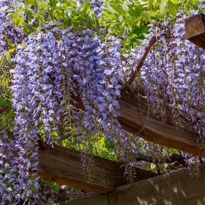 🔥LAST DAY 75% Off🌺Wisteria Flower Seeds – The Queen of Flowers