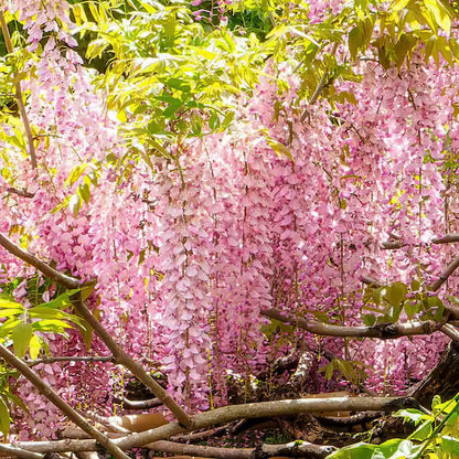 🔥LAST DAY 75% Off🌺Wisteria Flower Seeds – The Queen of Flowers