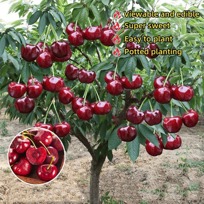 🍒 Premium Sweet Cherry Seeds (New Harvest) – 99% Germination Rate | Pre-Primed for Fast Sprouting