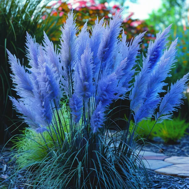 🔥Garden Essentials🌾Ornamental Pampas Grass Perennial Seeds🌱