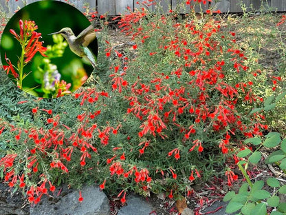🔥🐦"Hummingbird Carpet"🌸Epilobium garrettii – Rainbow Color Burst 🌈