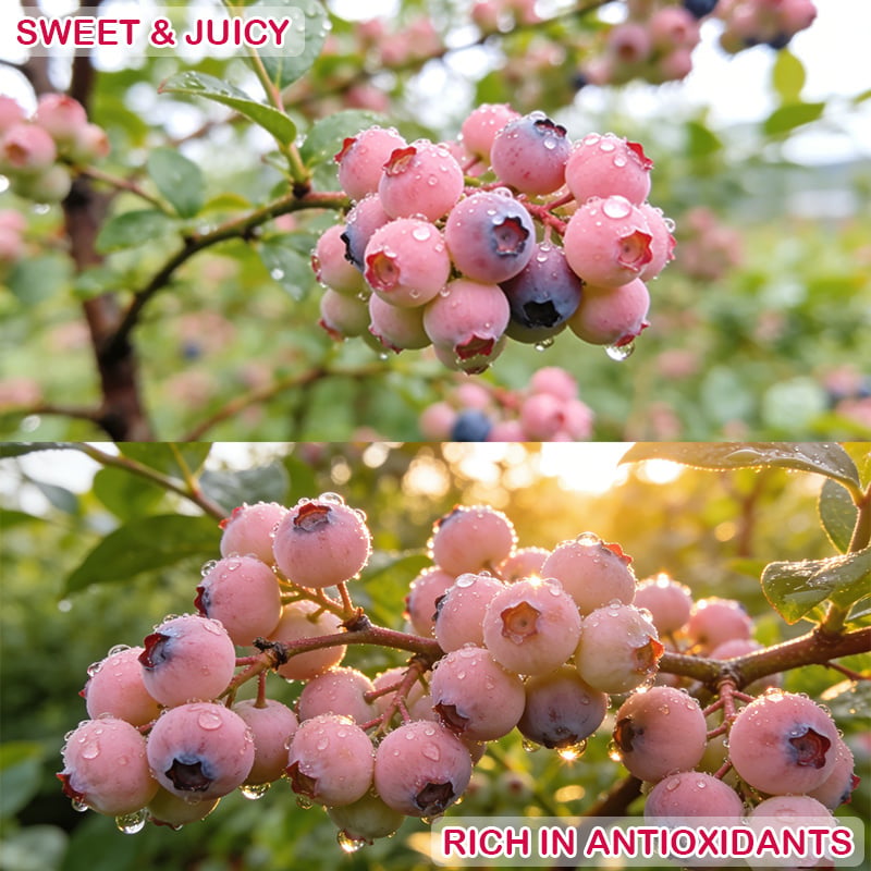 🔥50K+ SOLD!💟Premium Pink Blueberry Seeds – 😋A Uniquely Delightful Flavor