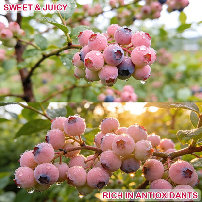 🔥50K+ SOLD!💟Premium Pink Blueberry Seeds – 😋A Uniquely Delightful Flavor