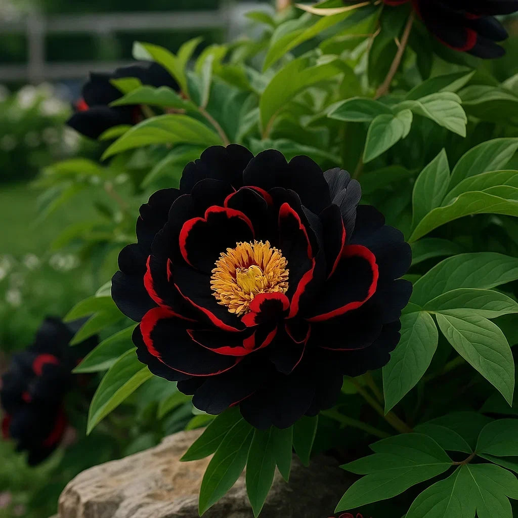 Rare Double Peonies – Big, Beautiful Blooms